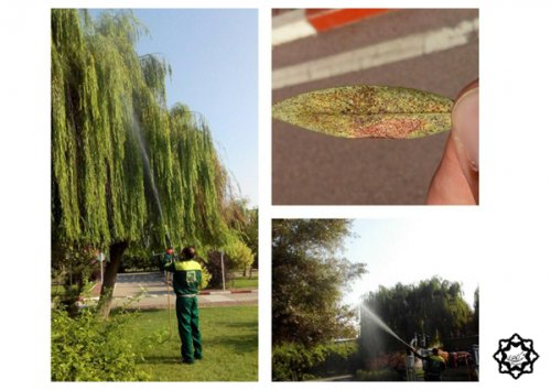 سمپاشی درختان بیدسطح معابر شهربر عليه آفات- سازمان سيما؛ منظر و فضاي سبز شهرداري گرگان