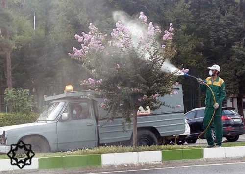 سمپاشی درختان لاوسون ، توری و زرشک به منظور مبارزه با حشرات و پيشگيري از آفاتي چون  قارچ - سازمان سيما منظر و فضاي سبز شهرداري گرگان