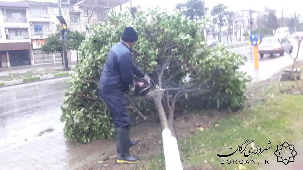 بیش از 100 اصله درخت سقوط کرده بر اثر طوفان از سطح شهر گرگان جمع آوری شد