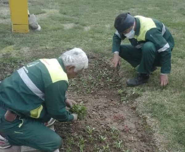 3 میلیون نشای فصلی در نیمه نخست سال جاری در سطح شهر گرگان کاشته شد