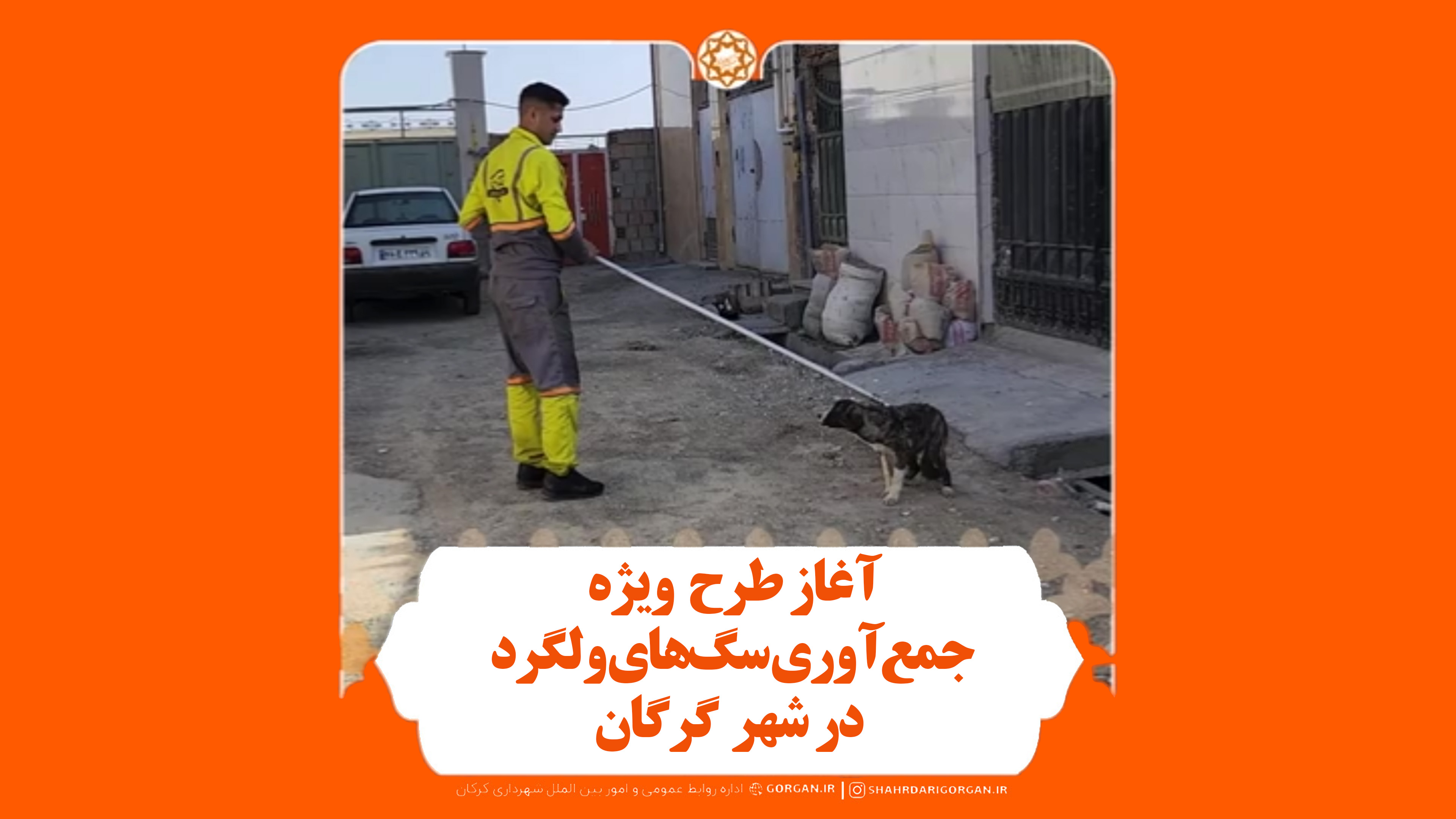آغاز طرح ضربتی جمع‌آوری سگ‌های بلاصاحب د...