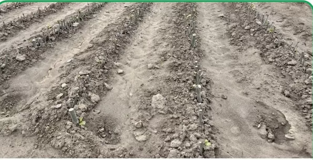 جوانه‌زنی چنار و صنوبر در ادامه مسیر خودکفایی نهال