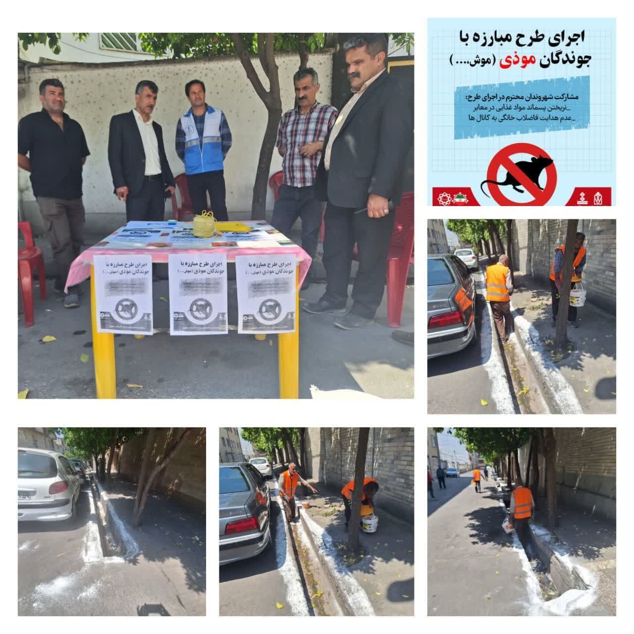 اجرای طرح ضربتی مبارزه با جوندگان موذی ب...