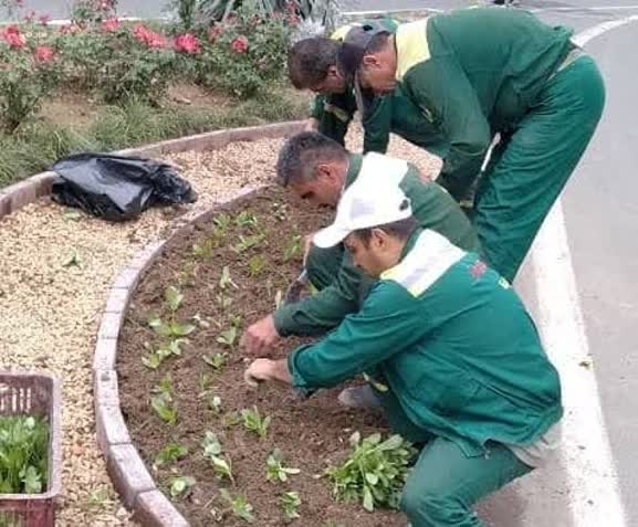 نیم‌میلیون نشا در کمتر از یک ماه کاشته ش...