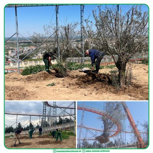 کاشت بیش از ۲۰ اصله زیتون به روش روتبال در شهربازی مدرن گرگان