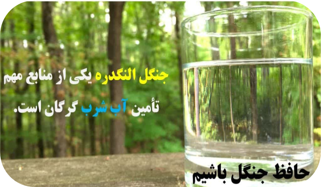 جنگل