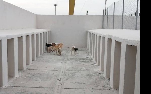 سالاری خبر داد: آغاز عملیات عقیم سازی سگ های بلاصاحب در پناهگاه شهرداری گرگان