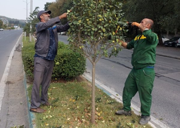 مهستی قدس ولی خبر داد: آغاز طرح گسترده هرس فرم درختان سطح شهر گرگان